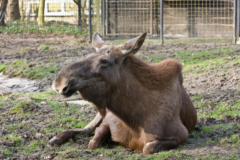 IMG_8787.jpg - élanélans d'Europe (Alces alces alces)