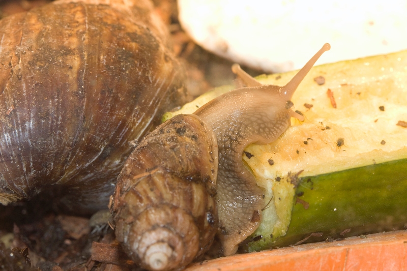 IMG_8812.jpg - je sais plus, mais il etait avec les insectes