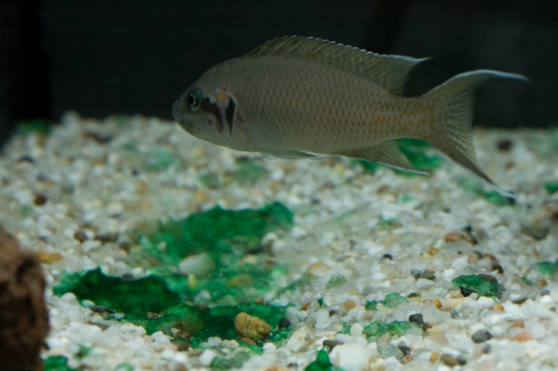 IMG_8818.jpg - le seul poisson que j'ai pu trouver la bas ...