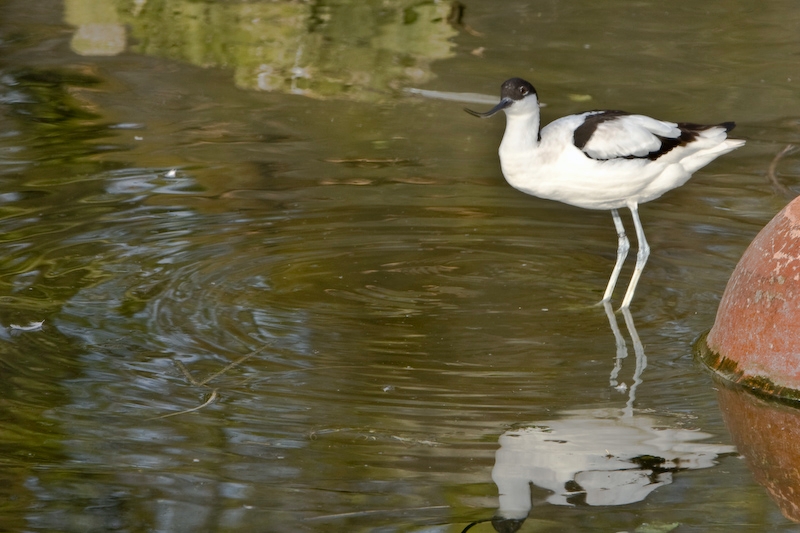 IMG_8841.jpg - Avocette élégante (Recurvirostra avosetta)
