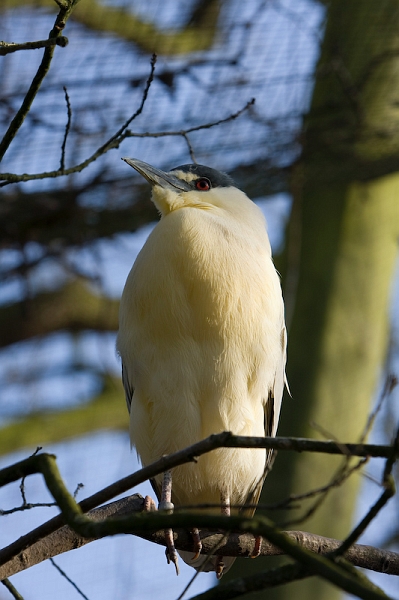 IMG_8847.jpg - Bihoreau gris (Nycticorax nycticorax)