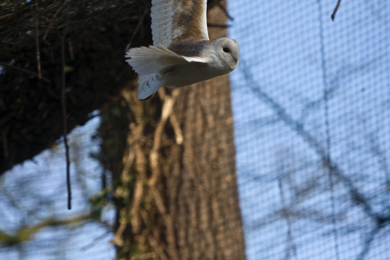 IMG_8860.jpg - effraie des clochers(Tyto alba)