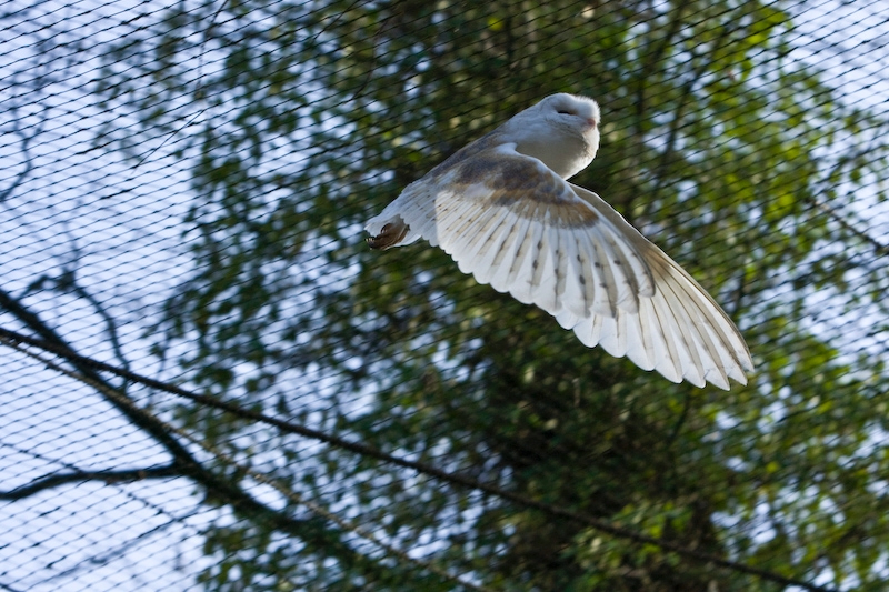 IMG_8864.jpg - effraie des clochers(Tyto alba)
