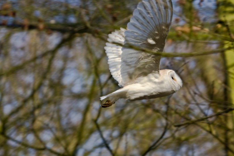 IMG_8871.jpg - effraie des clochers(Tyto alba)