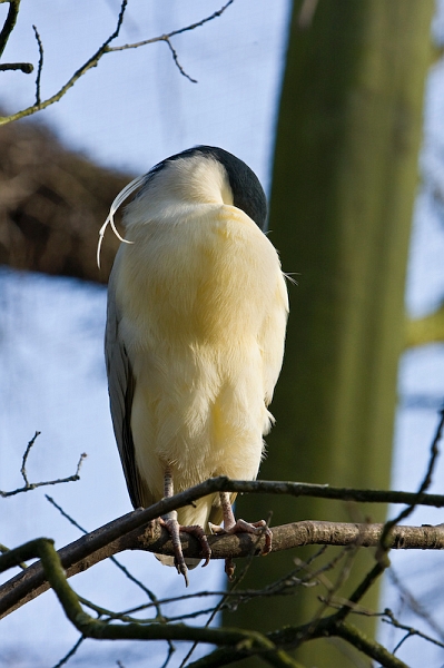 IMG_8885.jpg - Bihoreau gris (Nycticorax nycticorax)