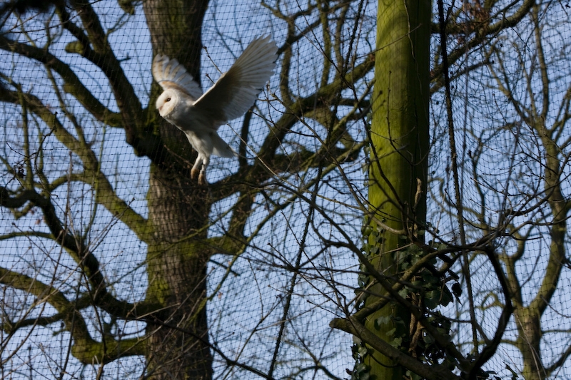 IMG_8914.jpg - effraie des clochers(Tyto alba)