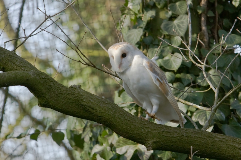 IMG_8927.jpg - effraie des clochers(Tyto alba)  j'ai perdu beaucoup de temps à cet endroit à attendre qu'elle soit visible ...