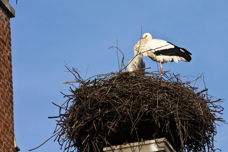 IMG_8942.jpg - (Ciconia Ciconia) cigognes blanches