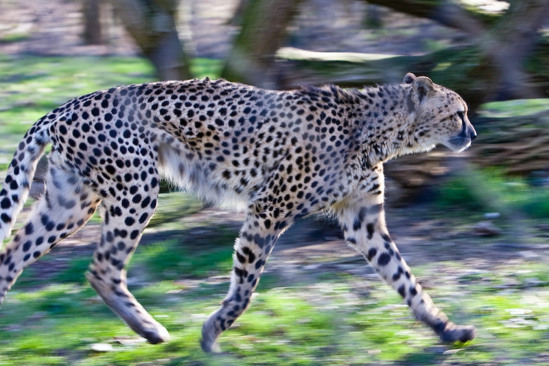 IMG_0588.jpg - Guépard (Acinonix jubatus)