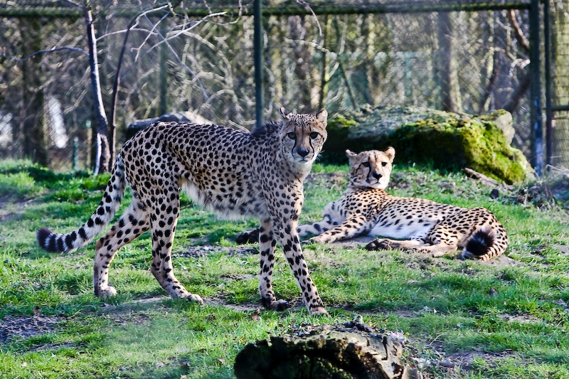 IMG_0613.jpg - Guépard (Acinonix jubatus)