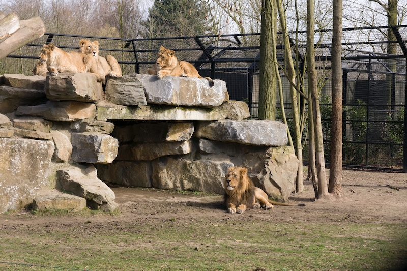 IMG_9079.jpg - Lions d'asie