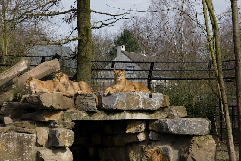 IMG_9086.jpg - Lions d'asie