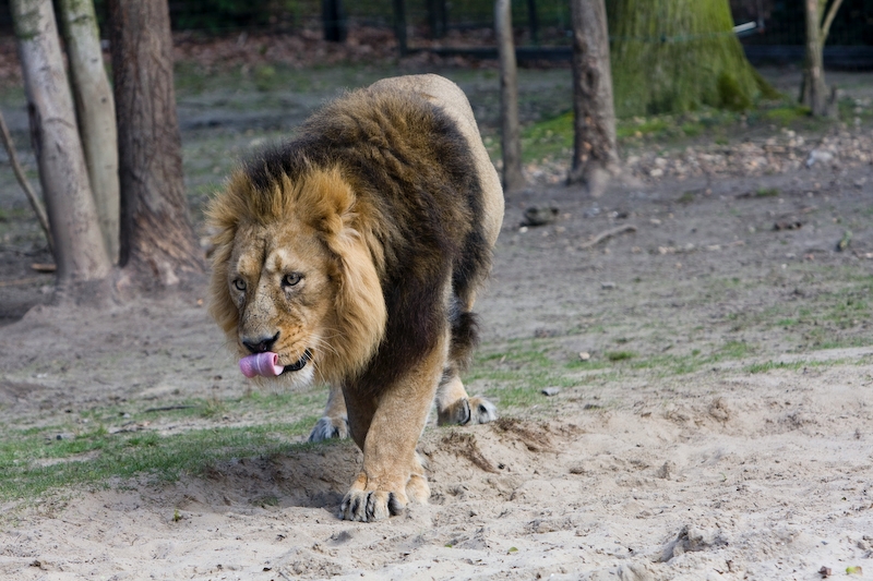 IMG_9119.jpg - Lions d'asie