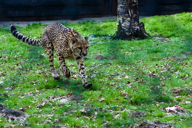 IMG_9157.jpg - il est carnivore :)