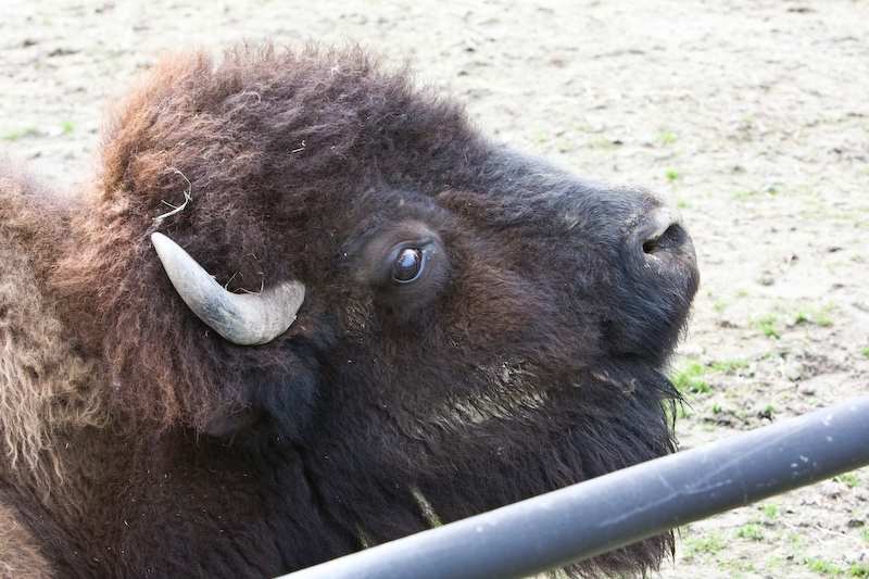 IMG_9274.jpg - bison d'amérique