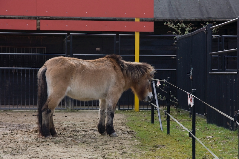 IMG_9314.jpg - cheval de przewalski