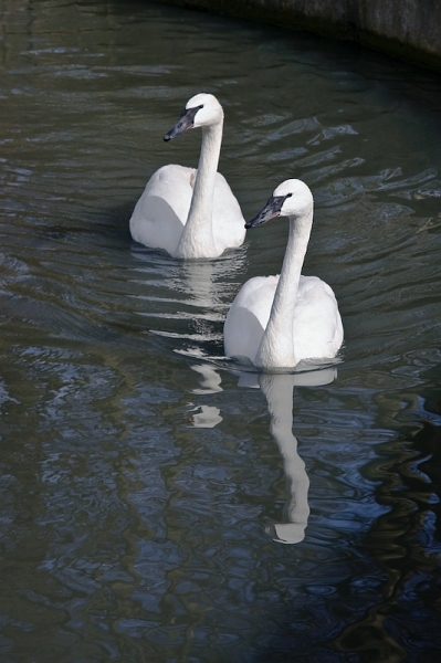 IMG_9479.jpg - cygnes blanc