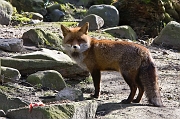 IMG_0009