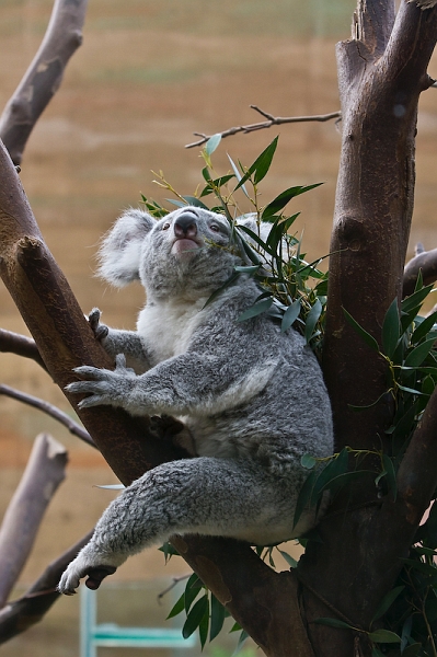IMG_0356.jpg - koalas du Queensland (Phascolarctos cinereus adustus)