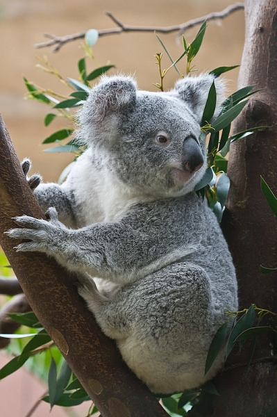 IMG_0362.jpg - koalas du Queensland (Phascolarctos cinereus adustus)