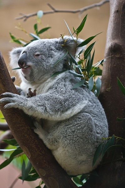 IMG_0375.jpg - koalas du Queensland (Phascolarctos cinereus adustus)