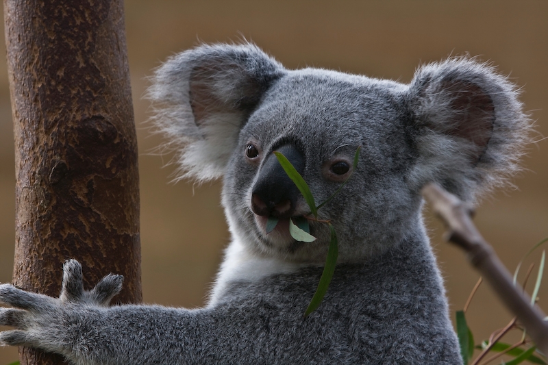 IMG_0427.jpg - koalas du Queensland (Phascolarctos cinereus adustus)