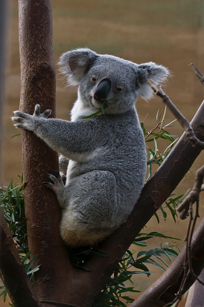 IMG_0461.jpg - koalas du Queensland (Phascolarctos cinereus adustus)