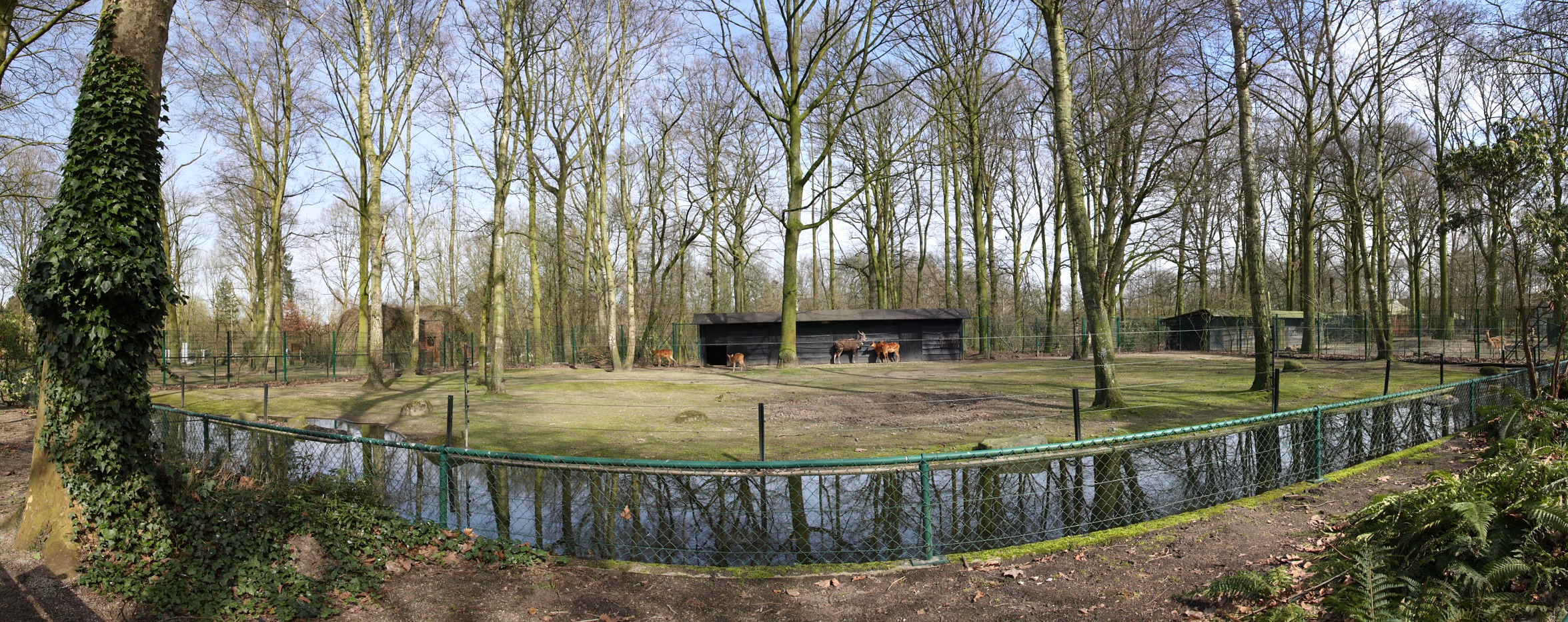 daim.jpg - enclos des Sitatunga (Tragelaphus spekeii)