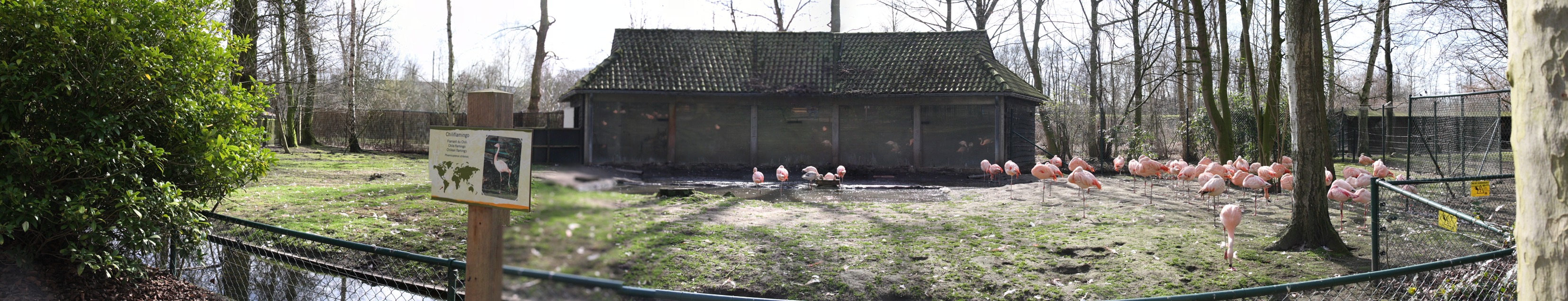 flamants.jpg - enclos des flamants roses, il est écrit flamants du chili, mais il y a aussi des nains.