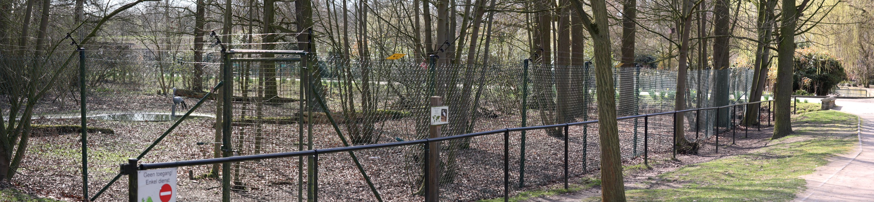 gruedujapon.jpg - grue de paradis