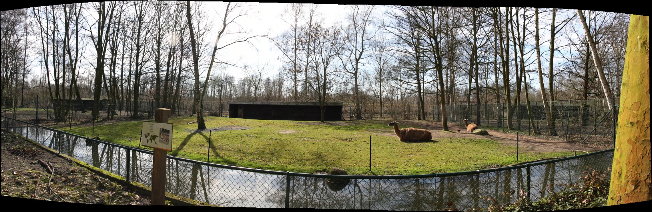 guanacos.jpg - enclos des guanacos