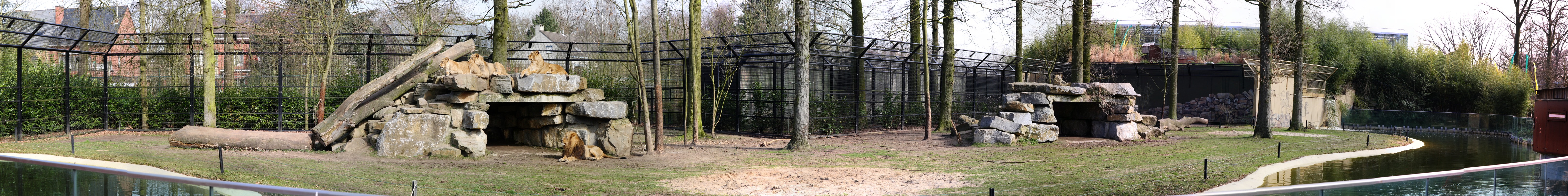 lions.jpg - enclos des lions d'inde