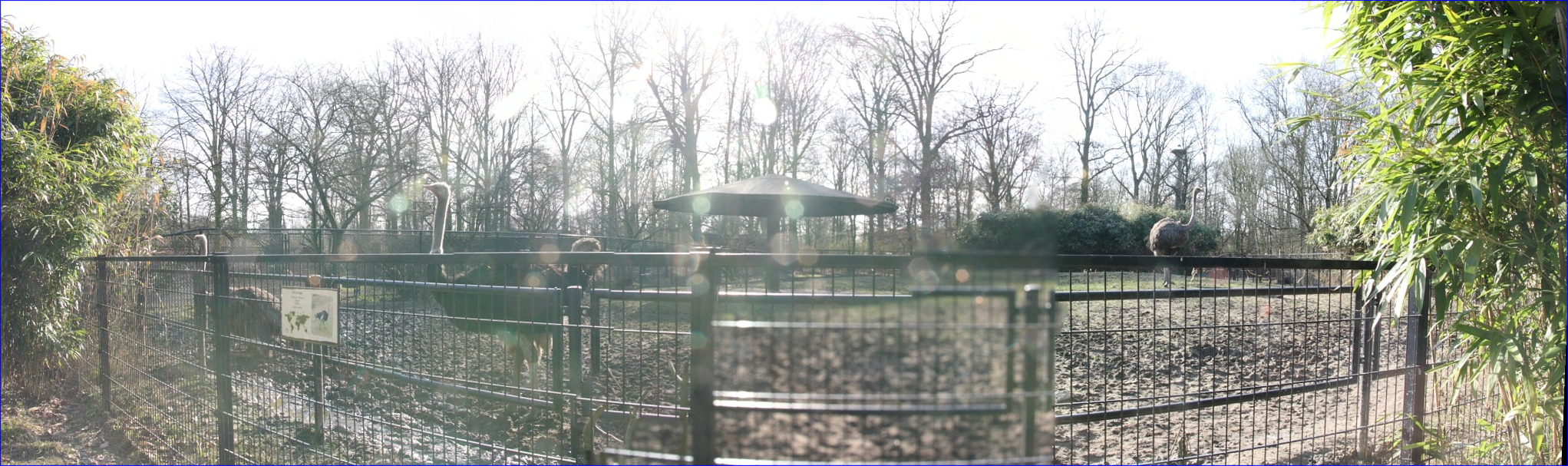 otruches.jpg - enclos des autruches (à contre jour .... )