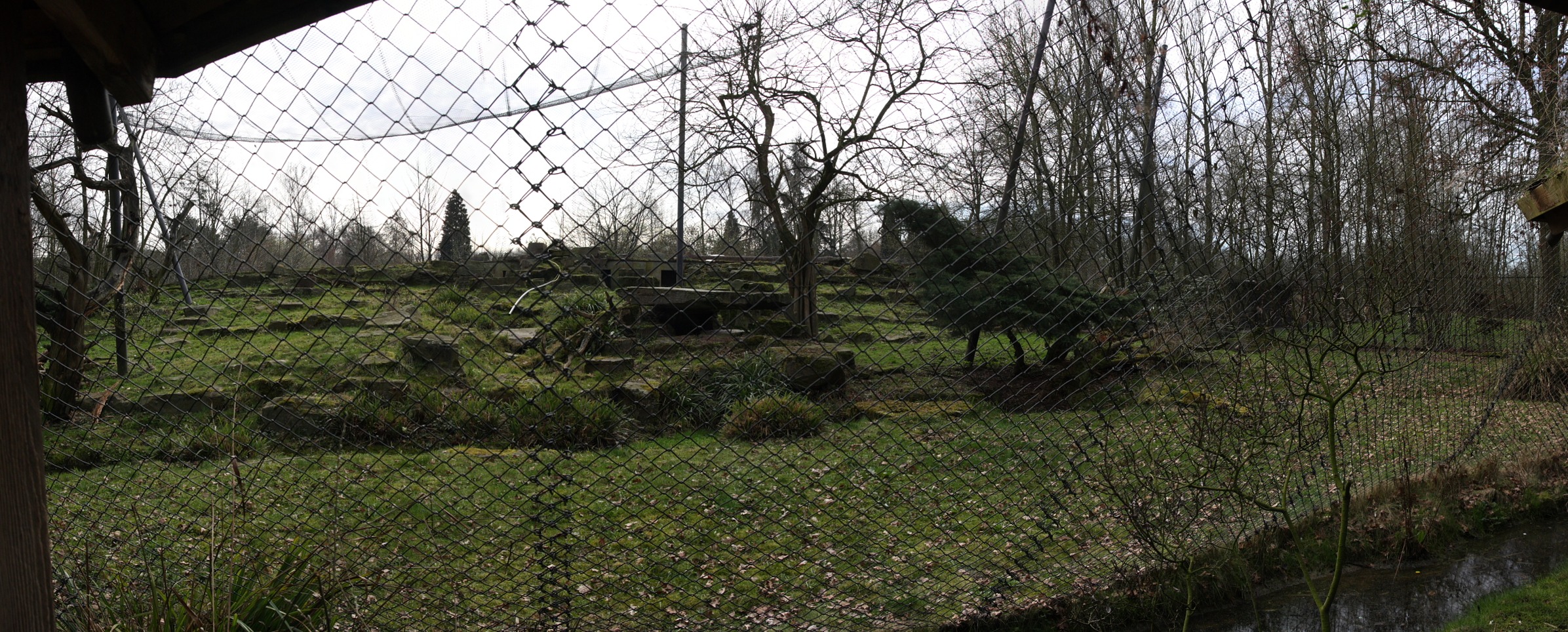 pantheredesneiges.jpg - enclos de la panthère des neiges