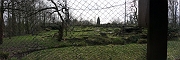 pantheredesneiges2