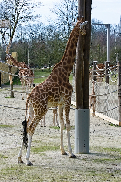 IMG_9714.jpg - Girafe Kordofan (Giraffa camelopardalis antiquorum)