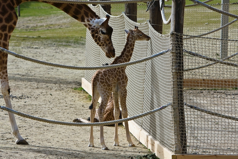 IMG_9721.jpg - Girafe Kordofan (Giraffa camelopardalis antiquorum)