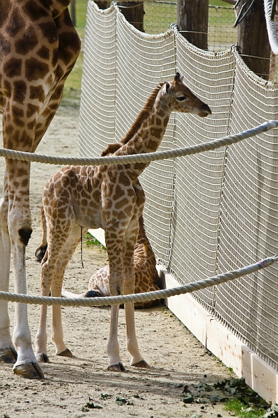 IMG_9733.jpg - Girafe Kordofan (Giraffa camelopardalis antiquorum)