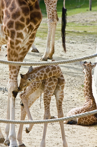 IMG_9740.jpg - Girafe Kordofan (Giraffa camelopardalis antiquorum)