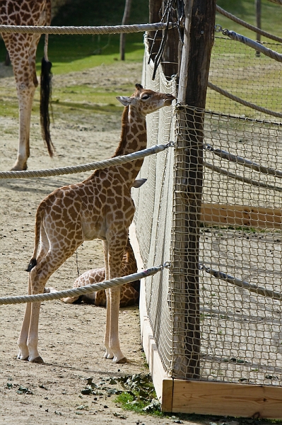 IMG_9761.jpg - Girafe Kordofan (Giraffa camelopardalis antiquorum)