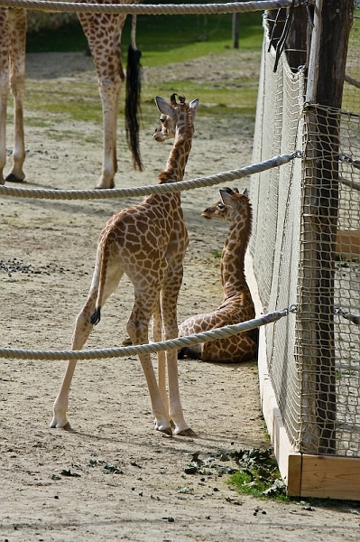 IMG_9770.jpg - Girafe Kordofan (Giraffa camelopardalis antiquorum)