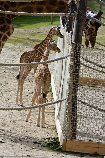 IMG_9859.jpg - Girafe Kordofan (Giraffa camelopardalis antiquorum)