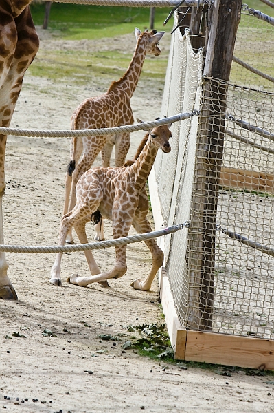 IMG_9870.jpg - Girafe Kordofan (Giraffa camelopardalis antiquorum)