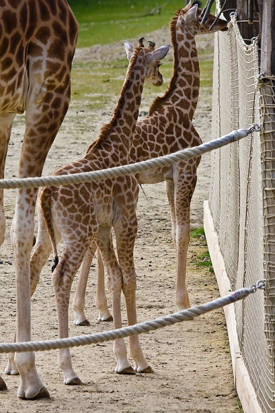 IMG_9908.jpg - Girafe Kordofan (Giraffa camelopardalis antiquorum)