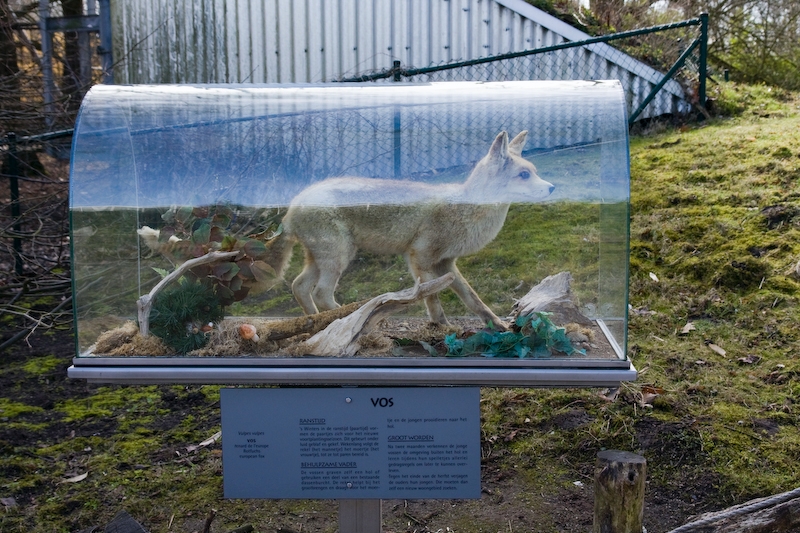 IMG_8997.jpg - il y a quelques petites vitrines comme ceci avec des animaux naturalisés