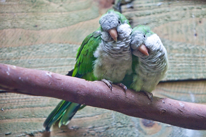 IMG_0197.jpg - c'etait très love ce jour là