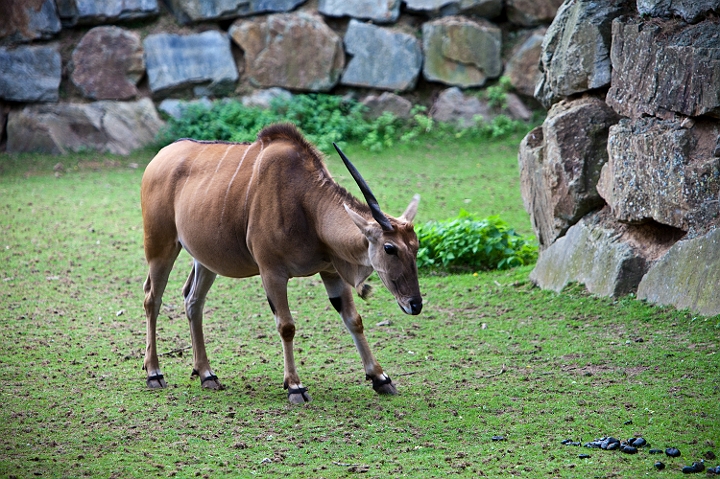 IMG_8885.jpg - licorne ?