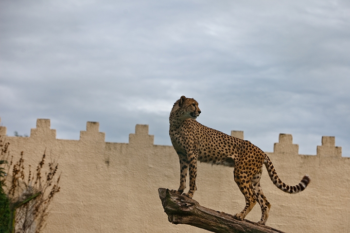 IMG_8921.jpg - merci pour la pose !