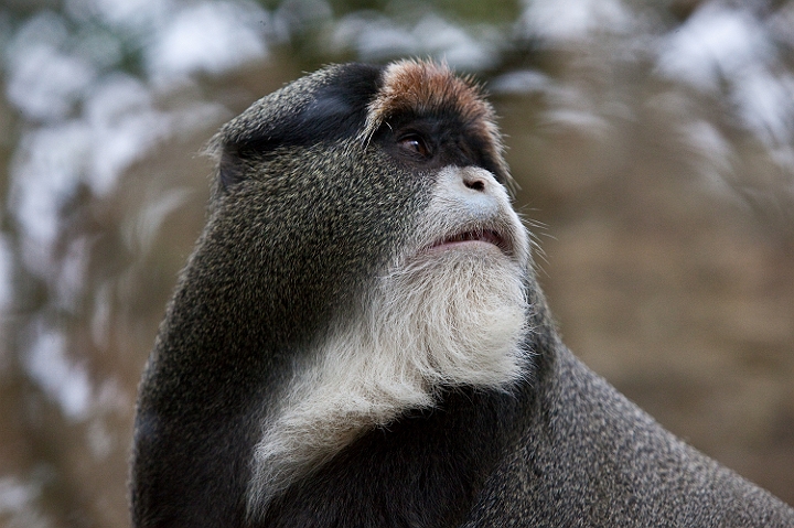 IMG_9178.jpg - très agressif celui ci, il a frappé avec une rare violence la porte de sa cage.