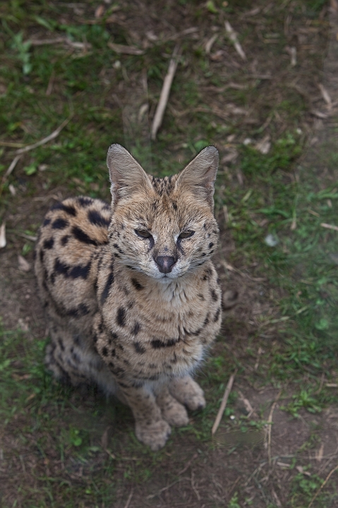 IMG_9295.jpg - serval